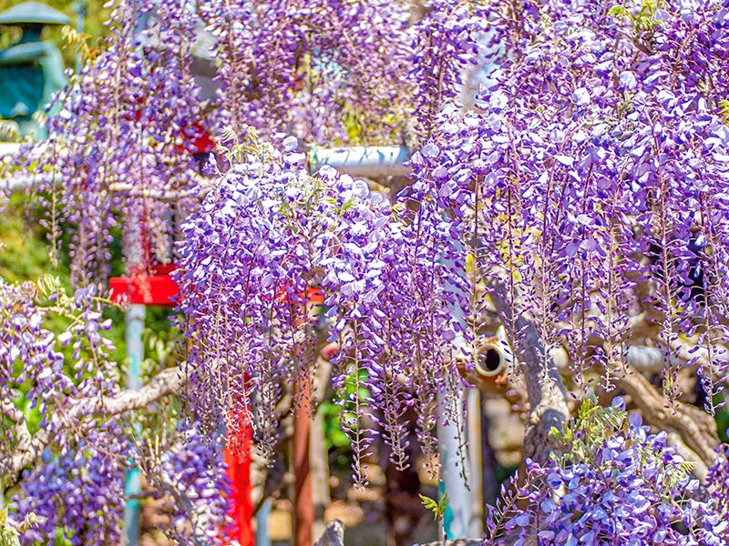 大慶寺 永代供養墓・樹木葬