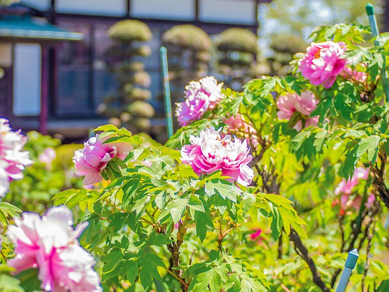 大慶寺 永代供養墓・樹木葬