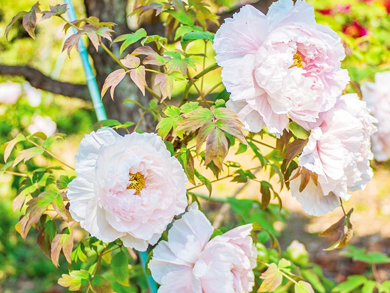 大慶寺 永代供養墓・樹木葬
