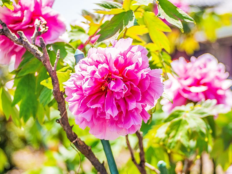 大慶寺 永代供養墓・樹木葬