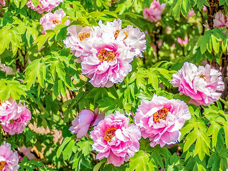 大慶寺 永代供養墓・樹木葬