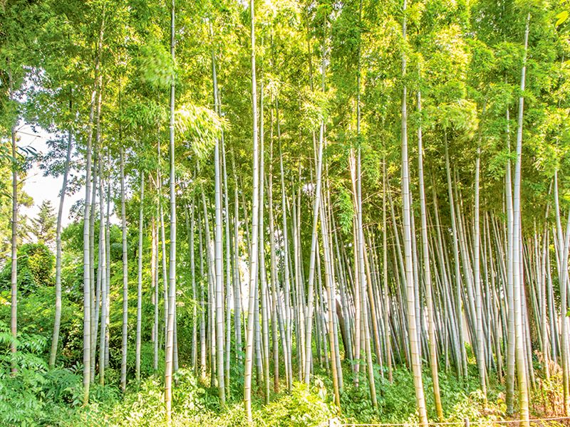 大慶寺 永代供養墓・樹木葬