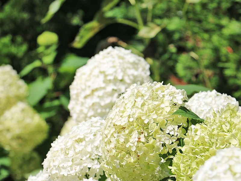 フラワーメモリアル国立府中