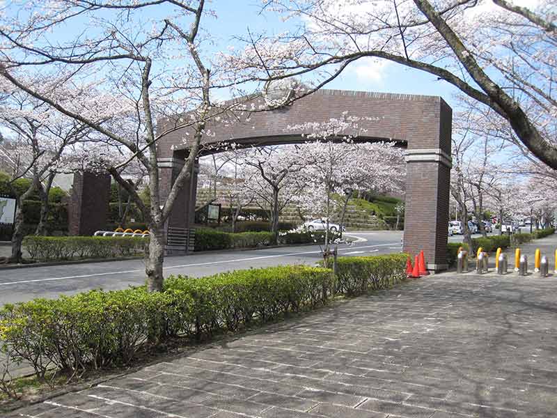 飯盛霊園　桜のトンネル