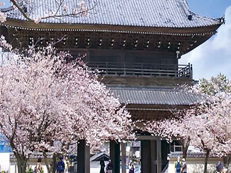 天照山蓮華院 光明寺　桜が咲き誇る山門