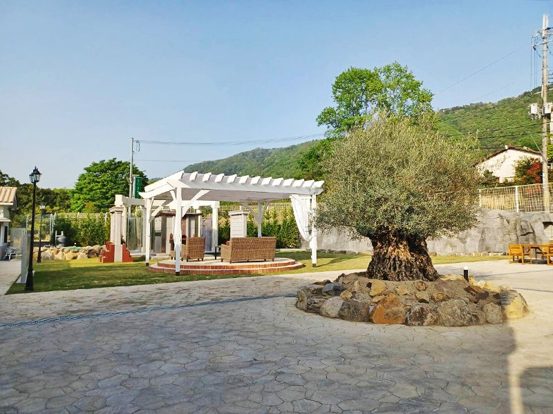 樹齢500年のオリーブがシンボルツリー