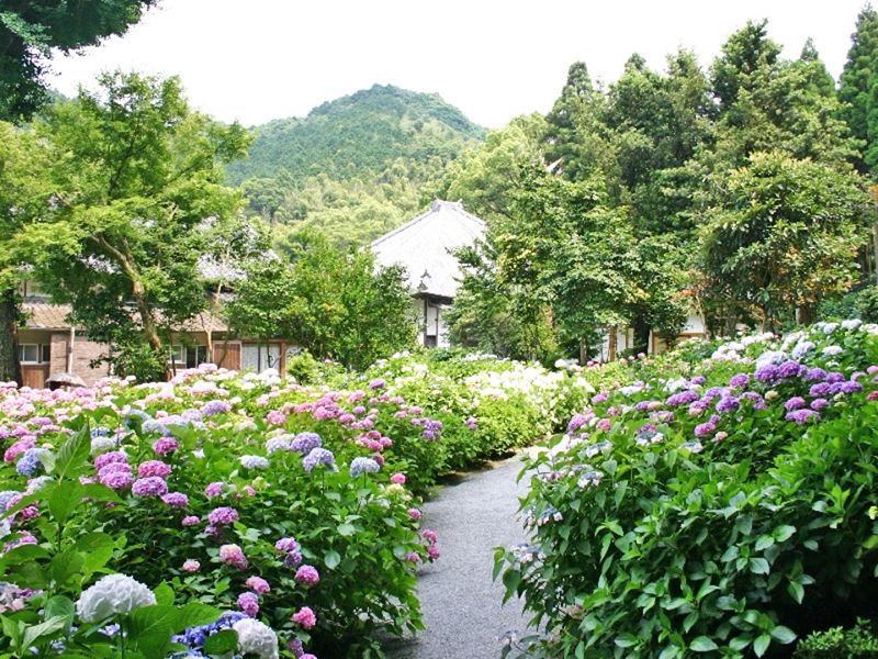 紫陽花が咲く参道