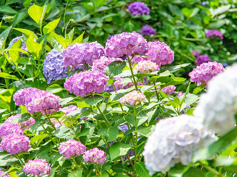 紫陽花の花の近景