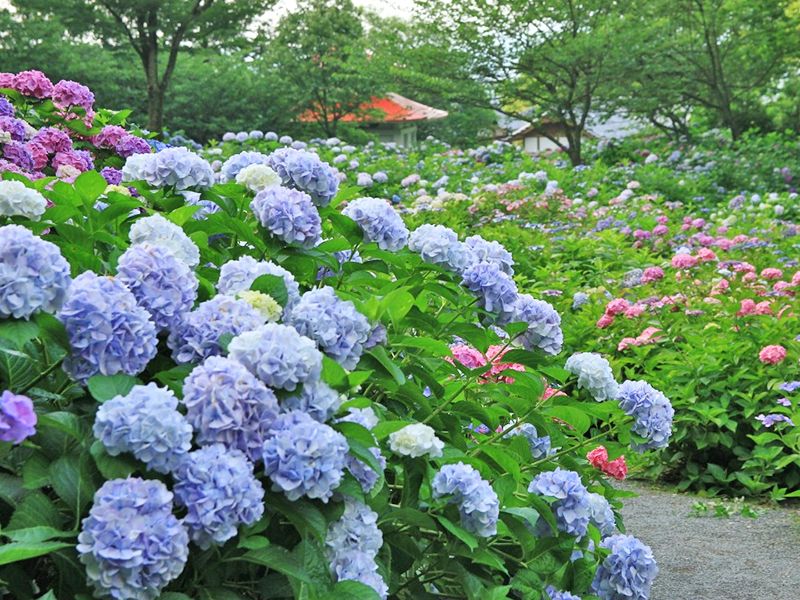 紫陽花が咲く庭園