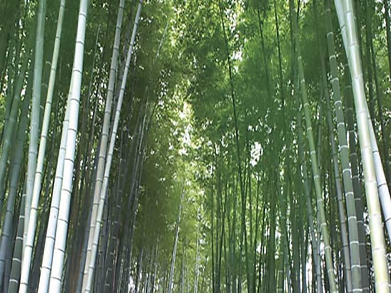 あだし野 念仏寺墓地