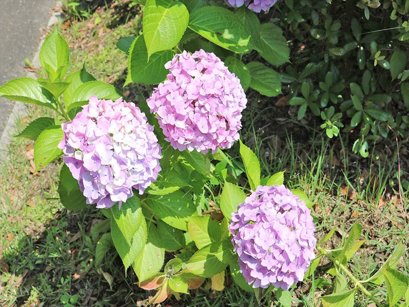 季節の花が咲き、自然豊かな霊園です。