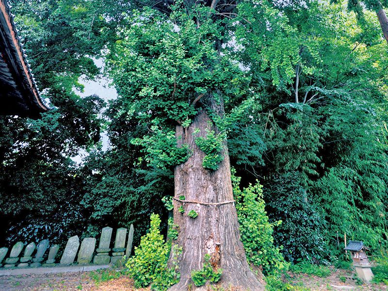 熊谷大樹の里霊園