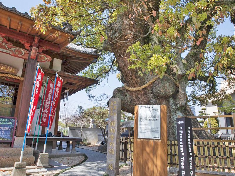 國相寺墓苑樹木葬 TREE GARDEN
