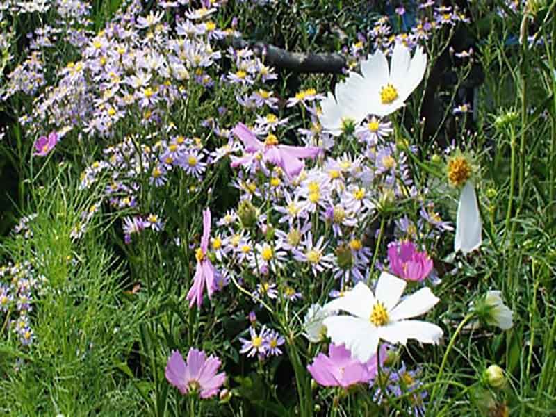 飯盛山仁王院 鎖大師青蓮寺　季節の花が咲き誇る境内風景