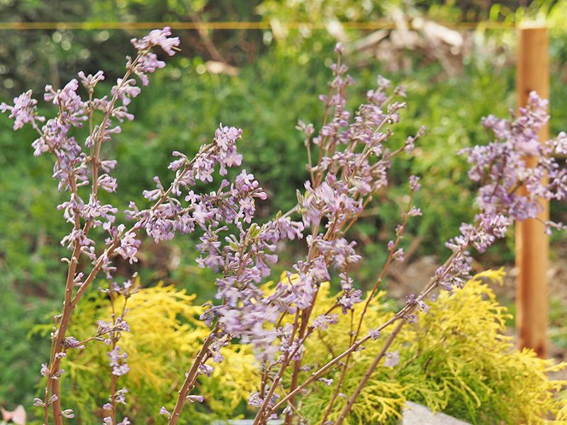 niwabo・安楽寺ガーデニング