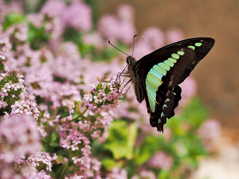 niwabo・安楽寺ガーデニング