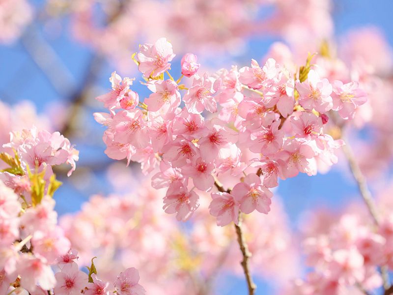 津市永代供養墓霊園 四天王寺