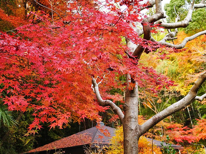 北白川 圓光寺 もみじの山樹木葬・納骨堂