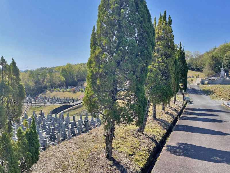 平和霊園 植樹された木が並んでいる歩道