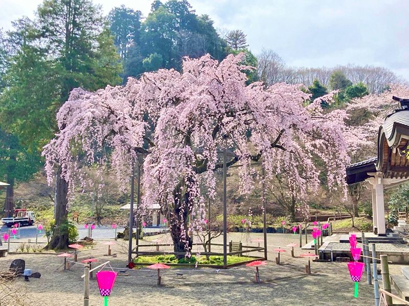 八王子高尾「光とガラスの花壇墓地」花ごころ
