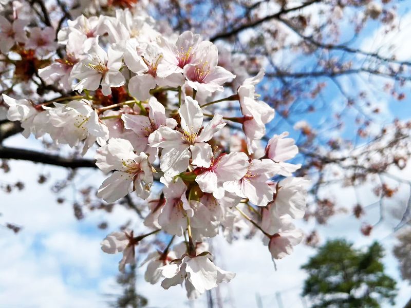 八王子高尾「光とガラスの花壇墓地」花ごころ