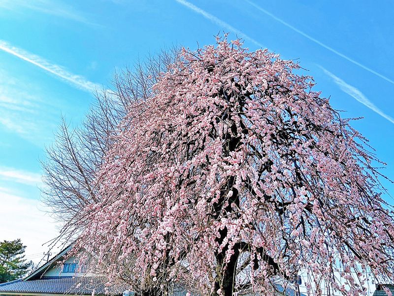 鶴ヶ島霊苑 開栄寺 永代供養墓・樹木葬