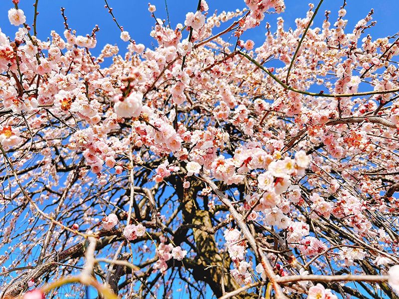 鶴ヶ島霊苑 開栄寺 永代供養墓・樹木葬