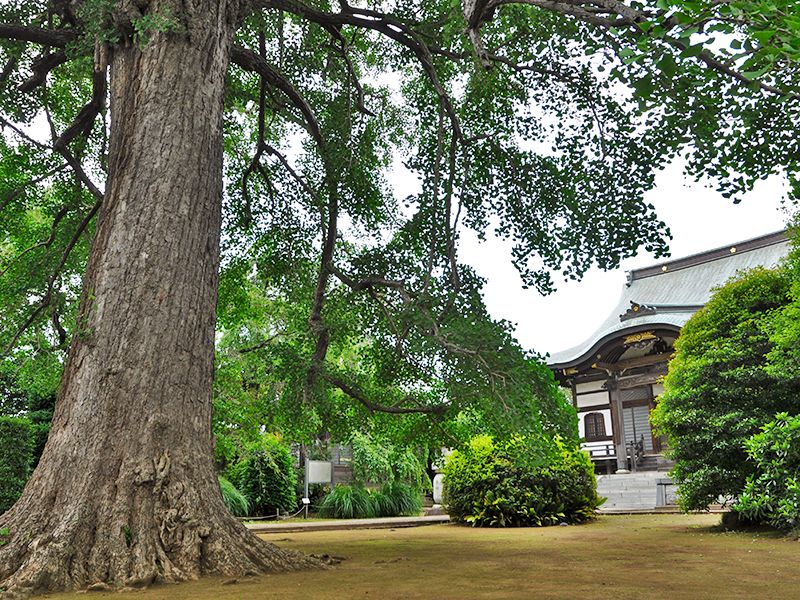 圓藏院 桜華苑