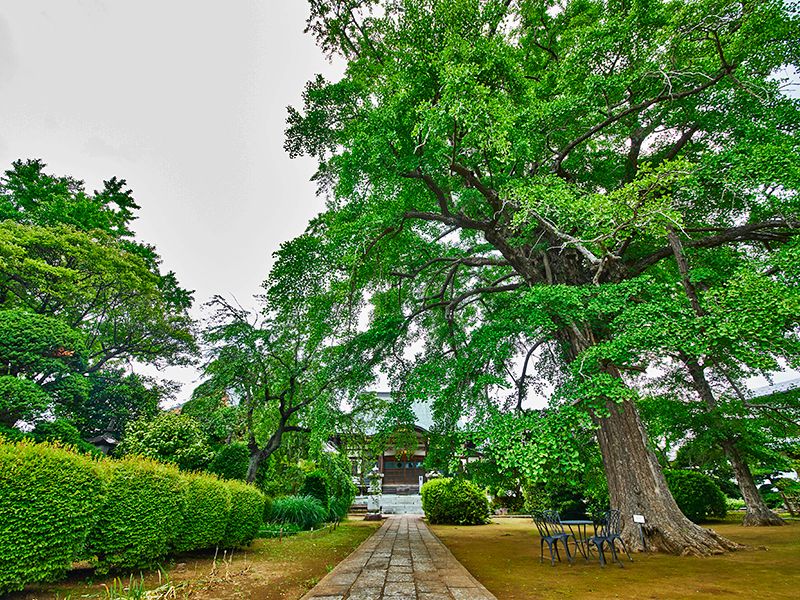 圓藏院 桜華苑