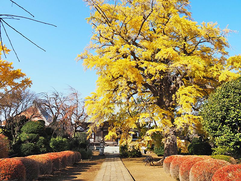 圓藏院 桜華苑