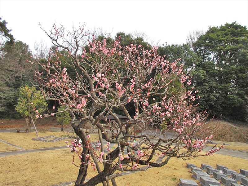 豊後梅、花水木、百日紅、紅葉、椿の5種類の木々が植えられております。