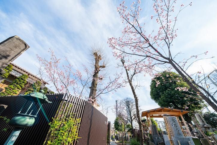 恵光メモリアル新宿浄苑　春に苑内を飾る桜