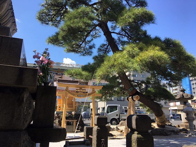 恵光メモリアル新宿浄苑　苑内にある立派な松