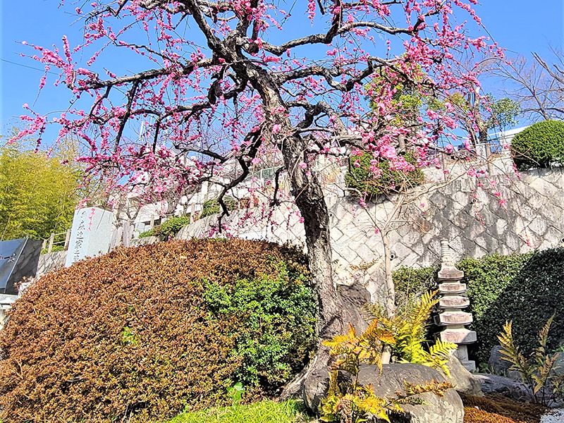 京都桃山霊苑