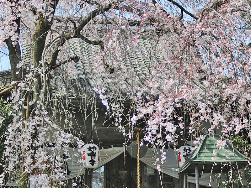 栃木 妙唱寺アルヴェアージュ