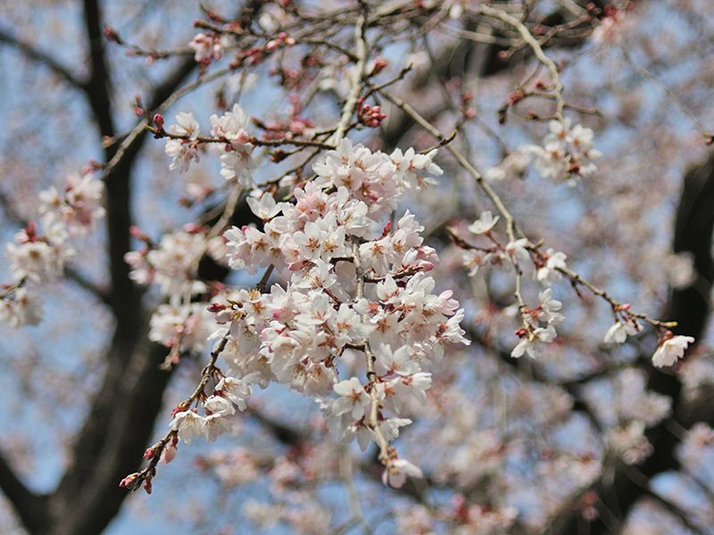 栃木 妙唱寺アルヴェアージュ
