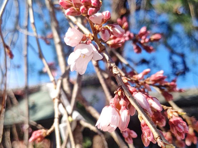 栃木 妙唱寺アルヴェアージュ