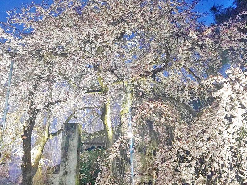 栃木 妙唱寺アルヴェアージュ