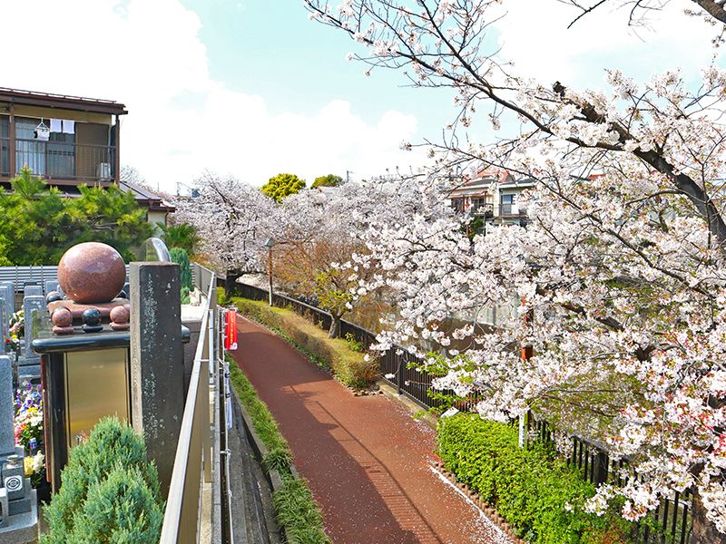 霊園裏手の春の桜並木