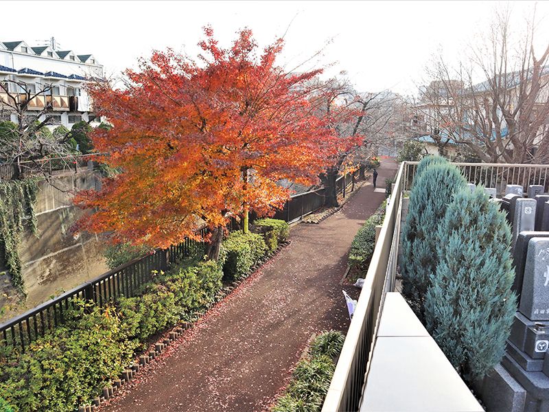 秋は紅葉が奇麗です