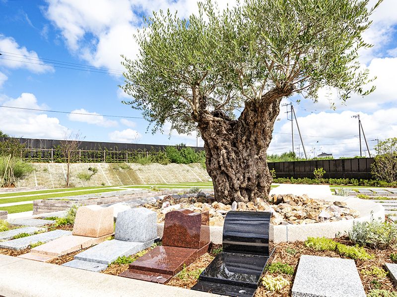 オリーブGardenユーカリ