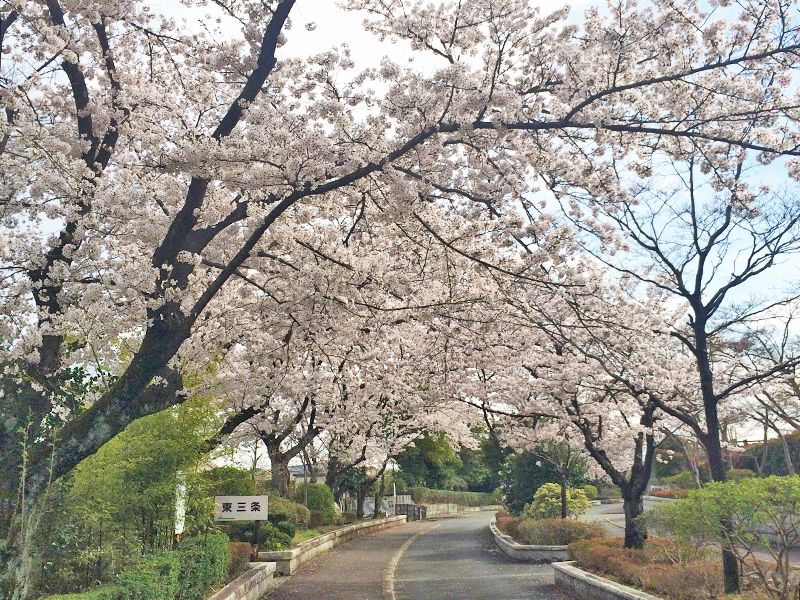 武蔵野霊園 白峯墓地 一般墓・永代供養墓
