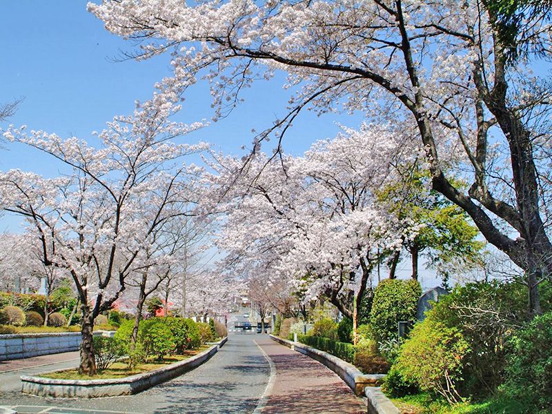 武蔵野霊園 白峯墓地 一般墓・永代供養墓