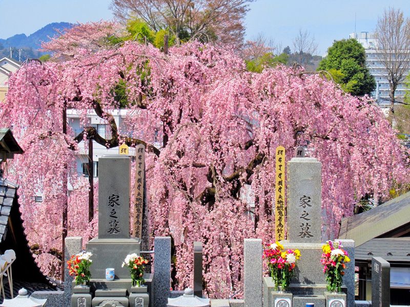 高楽寺