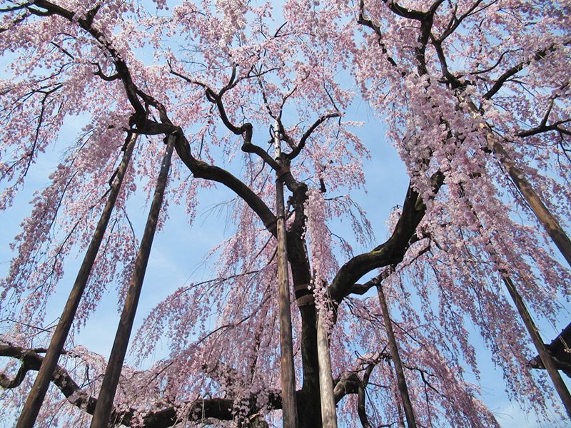 高楽寺
