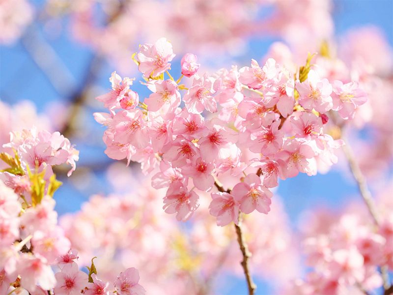 山形浄園 明善寺