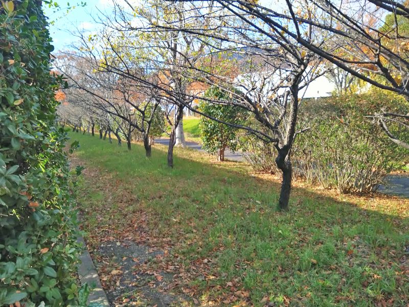 広島市営 温井墓地