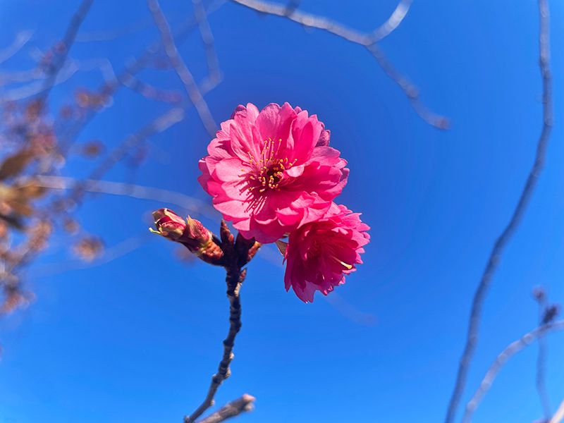 新宿区 樹木葬「瑠璃の光」
