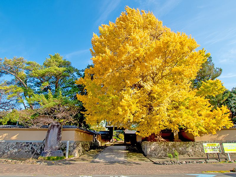 霊山寺