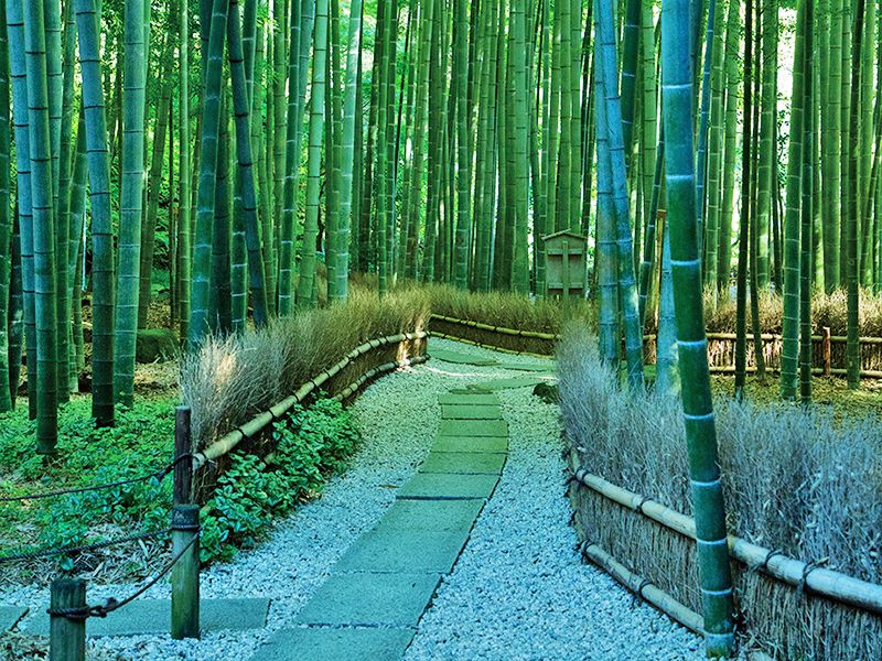 報国寺